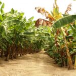 banana fusarium