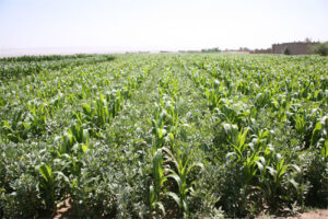 maize lupin