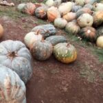 pumpkins