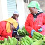 wamucii banana fresh produce john oroko