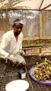 Benson at his strawberry propagation site