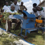 Chipping sweet potato vines