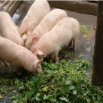 pigs feeding on sweet potato vines