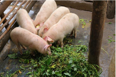 pigs feeding on sweet potato vines