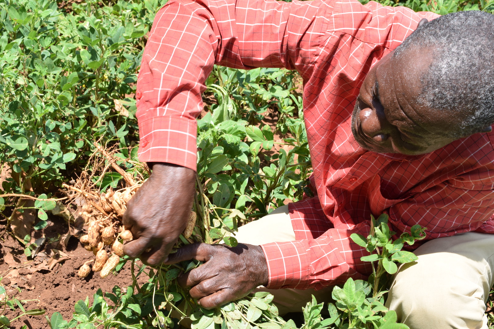 A farmer harvesting groundnuts at Matete in Kakamega County