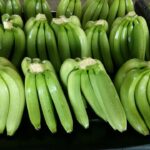 Cavendish bananas for export