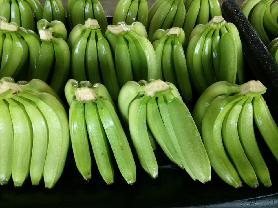 Cavendish bananas for export