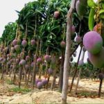 apple mangoes