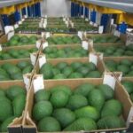 avocado for export