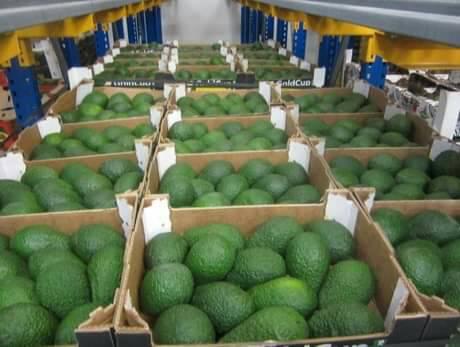avocado for export
