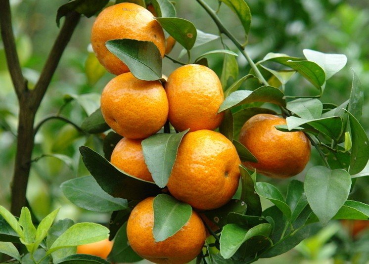 citrus1 orange