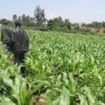 conventional farming in kenya maize
