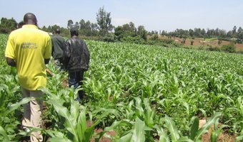 conventional farming in kenya maize