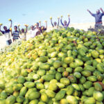 mango tana river