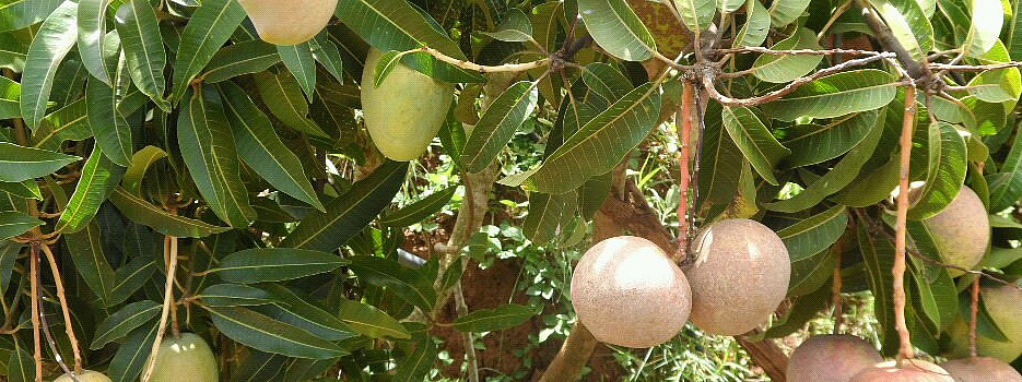 mangoeskitui