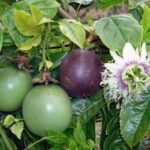 passion fruit farming