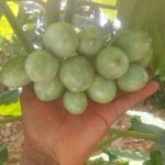tree tomato fruits