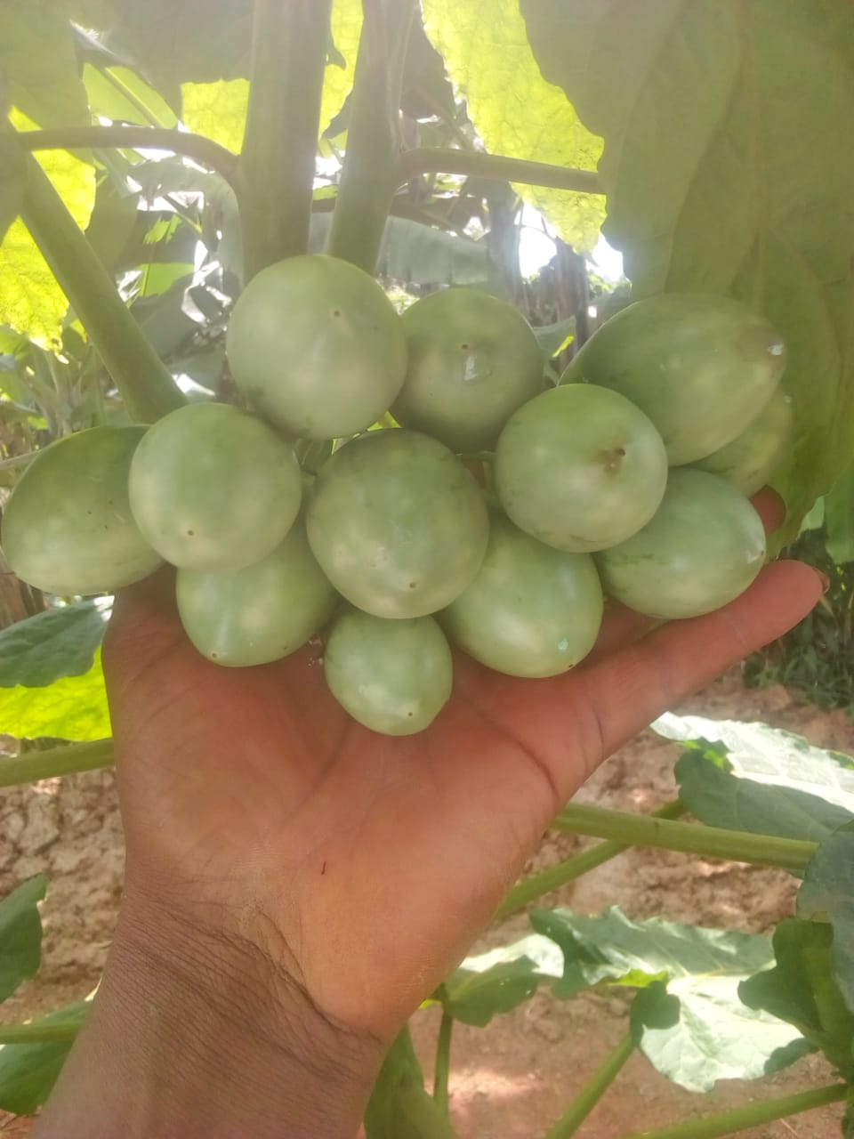 tree tomato fruits