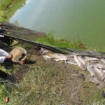 Trout fish