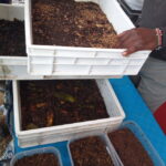 black soldier lavae