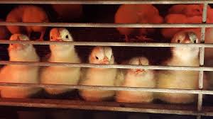 chicks caged