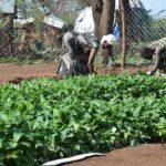 farmers in turkana tending to cowpeas