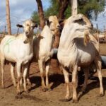 galla goats breed