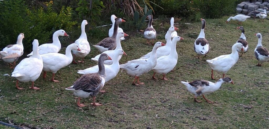 geese faming poultry