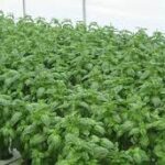 herb