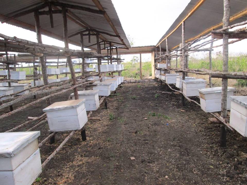 mombasa coast beekeepers beehives