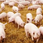 pigs photo by OxfordWords blogjpg