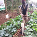wick irrigation system by Musa Juma