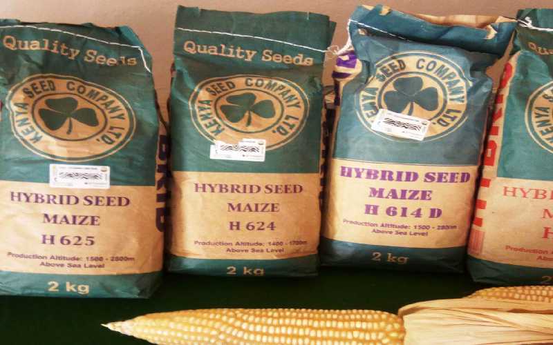 H614 maize seed