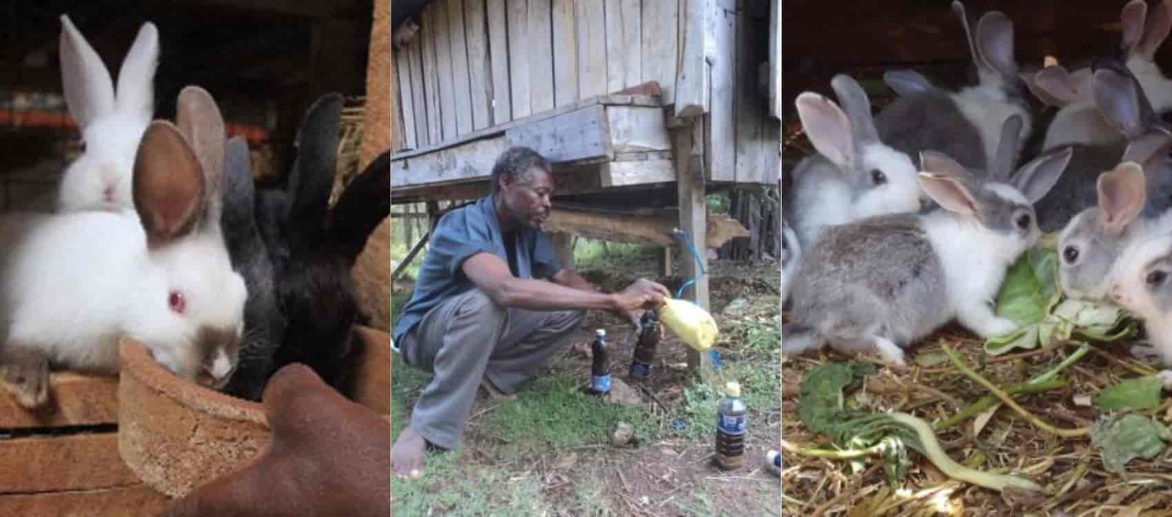 Market For Rabbit urine in Kenya