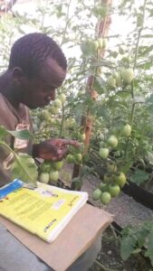 Ocholla tomato