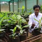 banana tissue culture