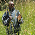 boma rhodes hay grass