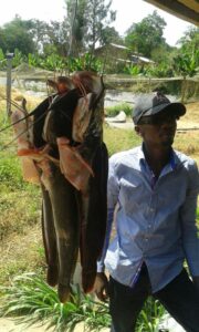 cat fish farmer