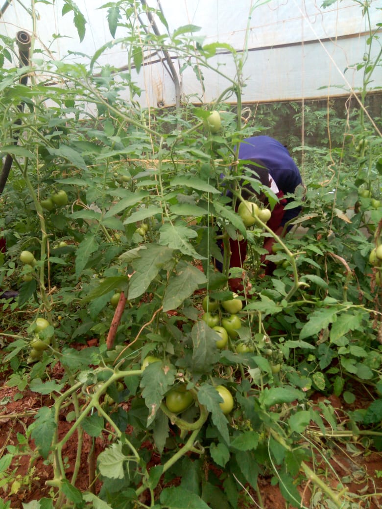 greenhouse tomato fruits