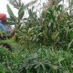 push pull maize napier