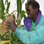 Dorine Akoth a demo plot farmer in northern Uganda admires the maize on her farm. Image Joshua Masinde. 2