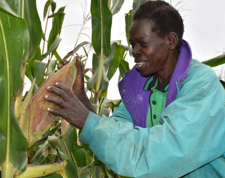 Dorine Akoth a demo plot farmer in northern Uganda admires the maize on her farm. Image Joshua Masinde. 2