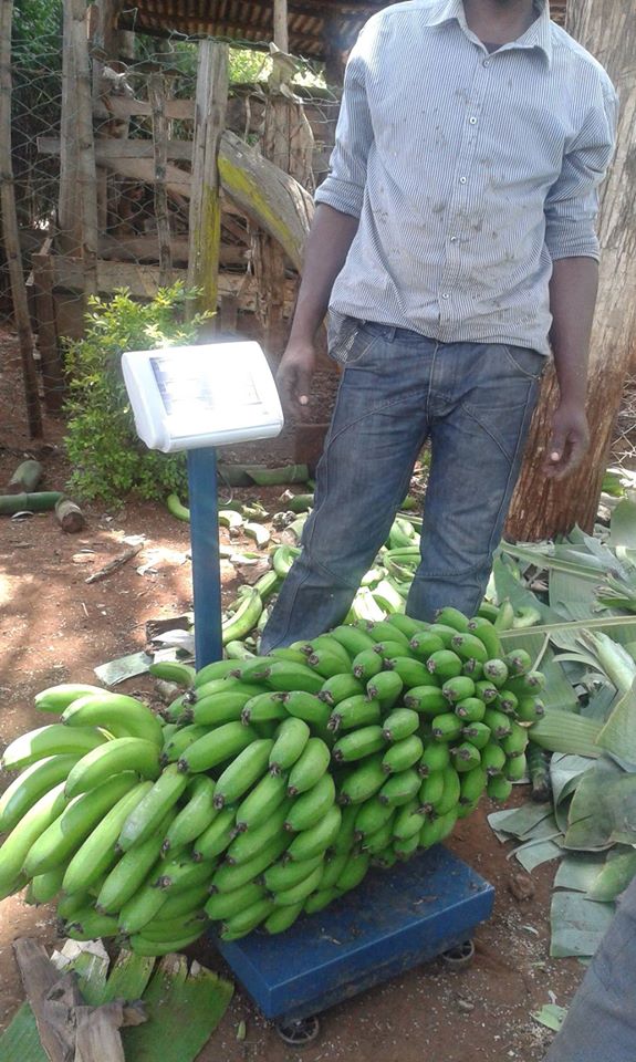 banana weighing