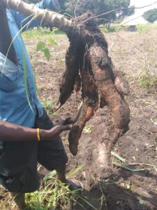 cassava tubbers