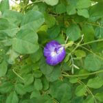 clitoria