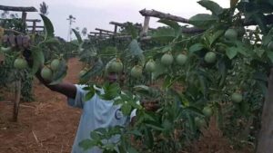 passion fruit farmer