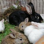 rabbits1