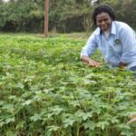 Prof. Abukutsa tends to sagaa at a demostration farm at JKUAT 300x262