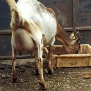 dairy goat