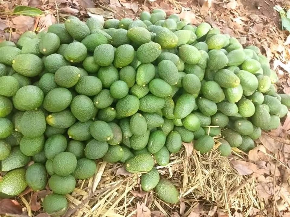 hass avocado variety